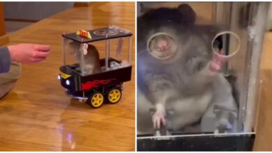 Photo of Крысы научились управлять автомобилями ради вкусняшек
