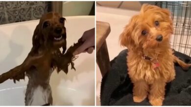 Photo of Милые животные до и после купания