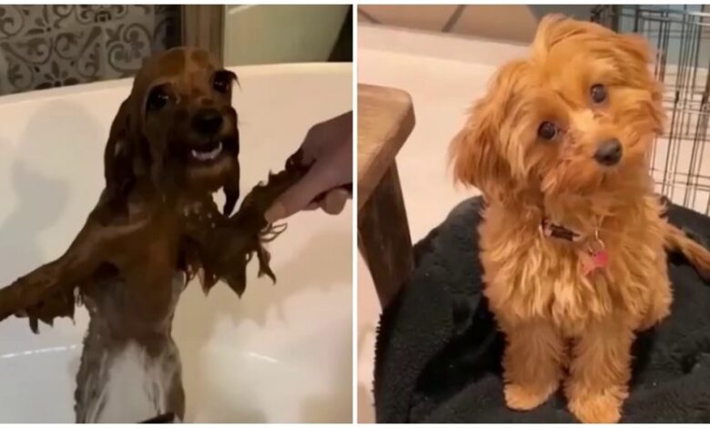 Photo of Милые животные до и после купания