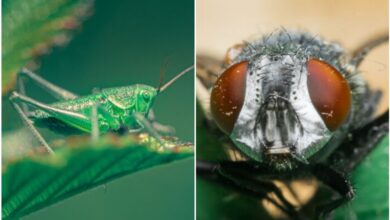 Photo of 10 макро-снимков насекомых, которые показывают их во всей красе