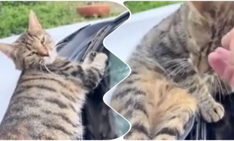 Photo of Кот не даёт мужчине уехать на работу