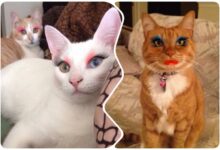 Photo of Кошки с макияжем, которые собрались на закрытую кошачью вечеринку