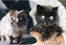 Photo of Необычный кот с белыми глазами покорил интернет