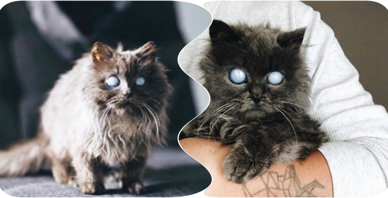 Photo of Необычный кот с белыми глазами покорил интернет
