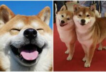 Photo of 10 любопытных фактов об уникальных собаках — шиба ину