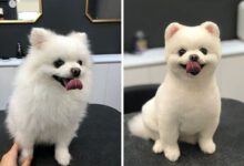 Photo of 30 собак до и после стрижек, которые их кардинально преобразили